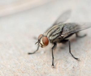 Fliegen im Sommer: Mit diesen Tipps vertreibst du sie aus deiner Wohnung