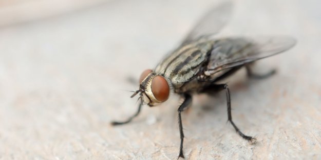 Ungebetene Gäste loswerden: So schützt du deine Wohnung vor Fliegen im Sommer