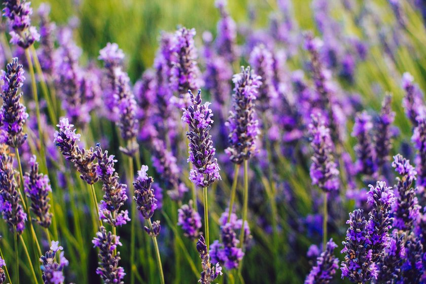 Lavendel