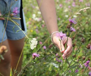 Von Vogelbeere bis Holunder: Erkennst du diese 10 heimischen Pflanzen?