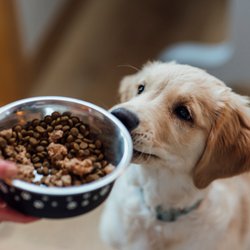 Bei Amazon gibt es jetzt dieses beliebte Hundefutter für Welpen zum Sparpreis