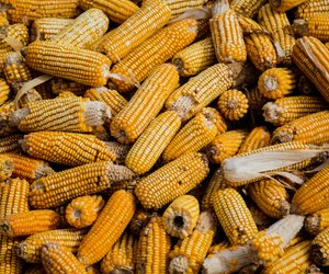 Kalorien von Mais: Wie viel Power steckt im gelben Getreide?