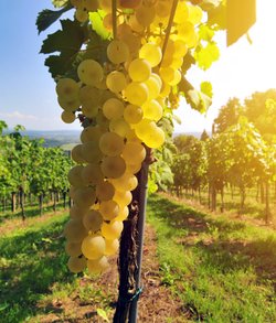 Wein Wein