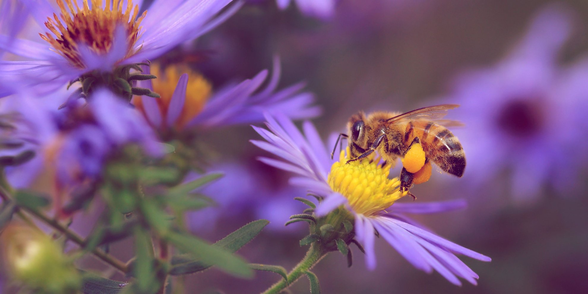 7 Pflanzen, die Wildbienen lieben (und deinen Garten in eine Oase verwandeln)