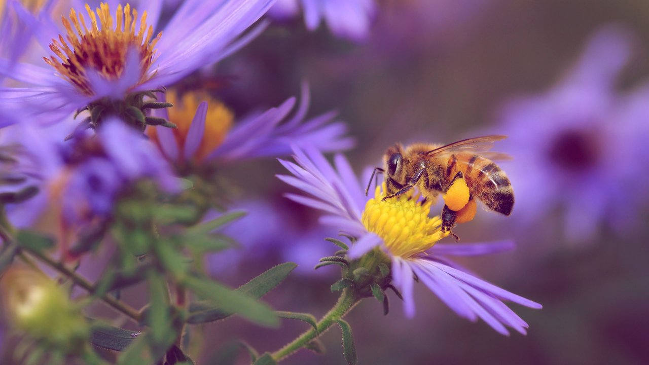 Pflanzen, die Wildbienen lieben (und deinen Garten in eine Oase verwandeln)