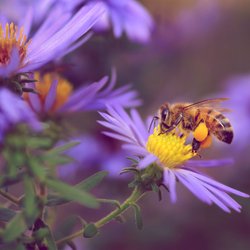 7 Pflanzen, die Wildbienen lieben (und deinen Garten in eine Oase verwandeln)