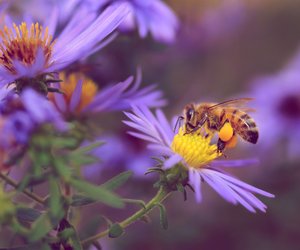 7 Pflanzen, die Wildbienen lieben (und deinen Garten in eine Oase verwandeln)