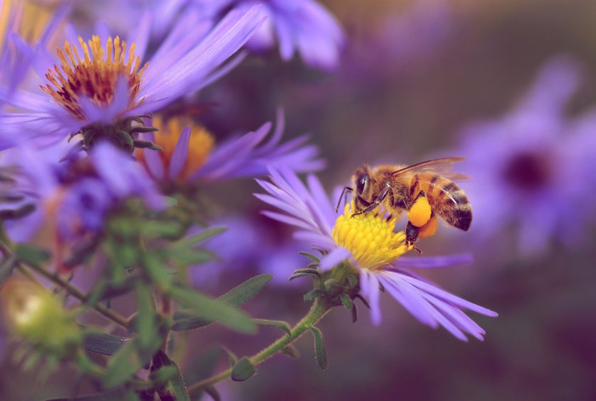 Pflanzen, die Wildbienen lieben (und deinen Garten in eine Oase verwandeln)
