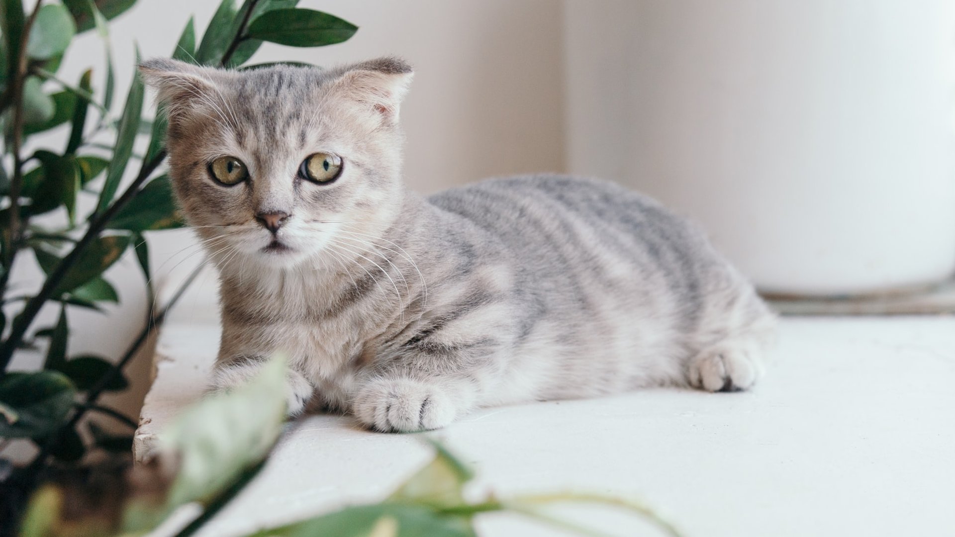 Test Welche Katze Passt Zu Mir Test: Welche Katze passt zu mir? Finde es heraus!