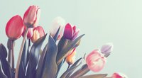 Bedeutung von Tulpen: Diese Symbolik steckt hinter den Frühlingsblumen