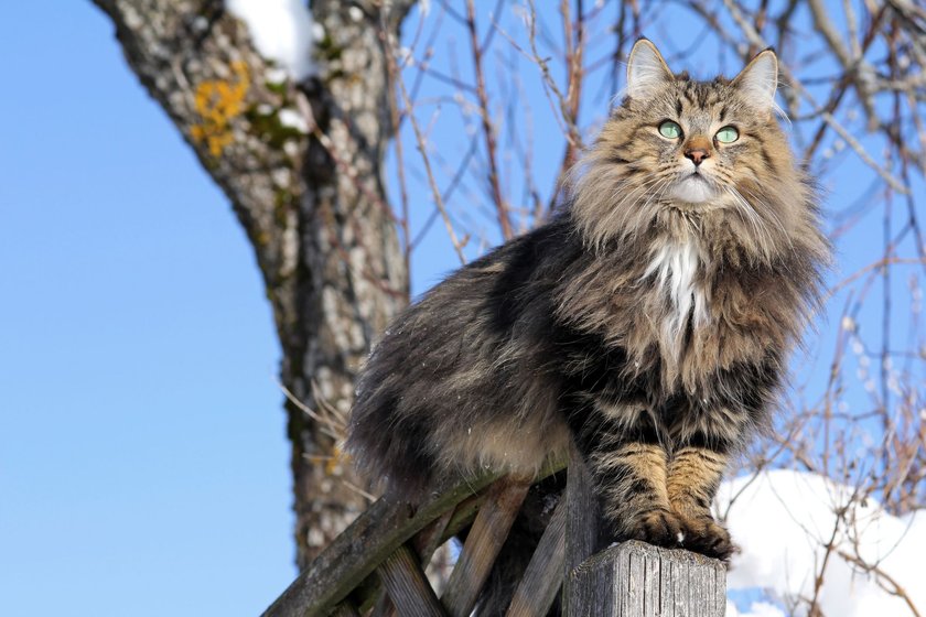 Norwegische Wildkatze draußen