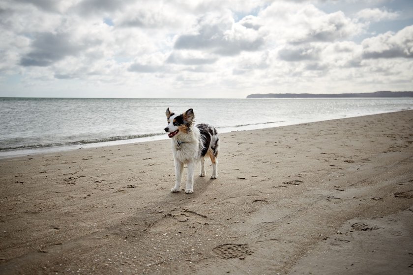 My dog on the beach during a windy day.
