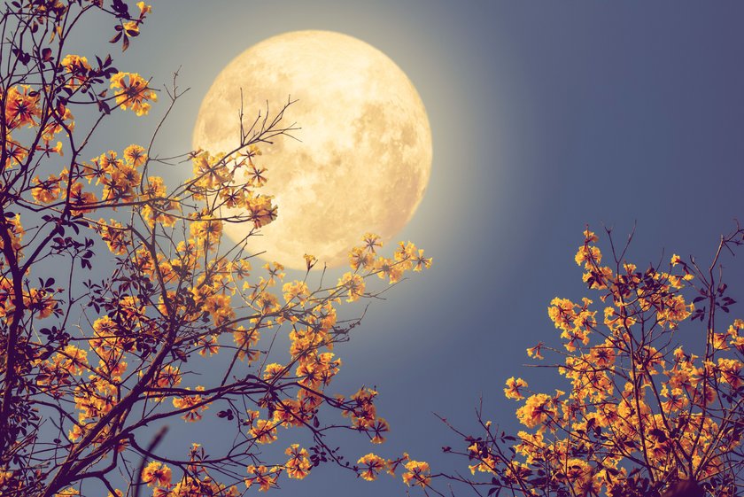Vollmond mit blühenden Bäumen davor