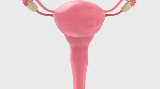 Der Uterus: Das erste Zuhause Deines Babys