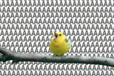 Vogel Vogel