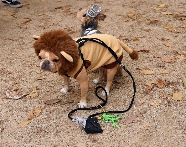 Kostüme für Hunde