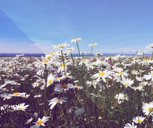 Margerite Bedeutung: Welche Symbolik steckt hinter der schönen Blume?