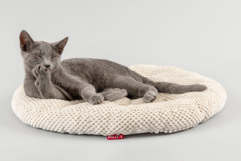 Rassekatze Russisch Blau putzt sich auf Katzenpolster