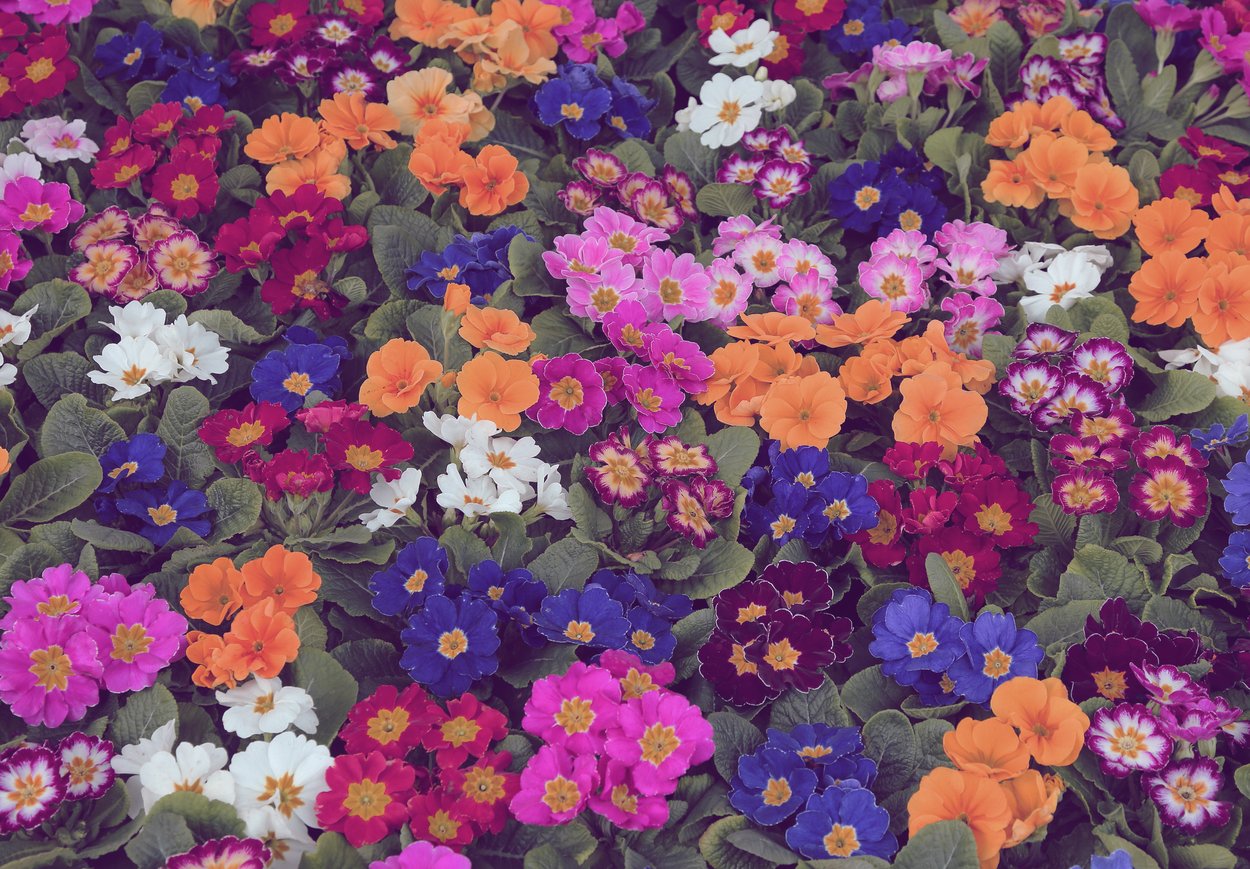 Primeln Farben Primeln Farben