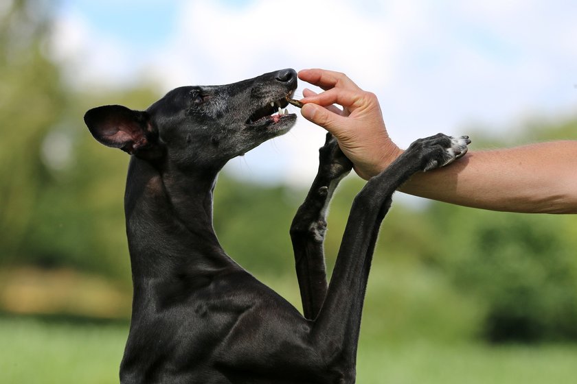 Gegen ein Leckerli unterwegs hat kein Hund etwas einzuwenden.