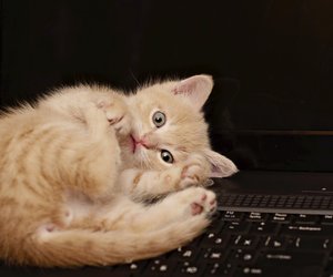 Darum machen Katzenvideos glücklich