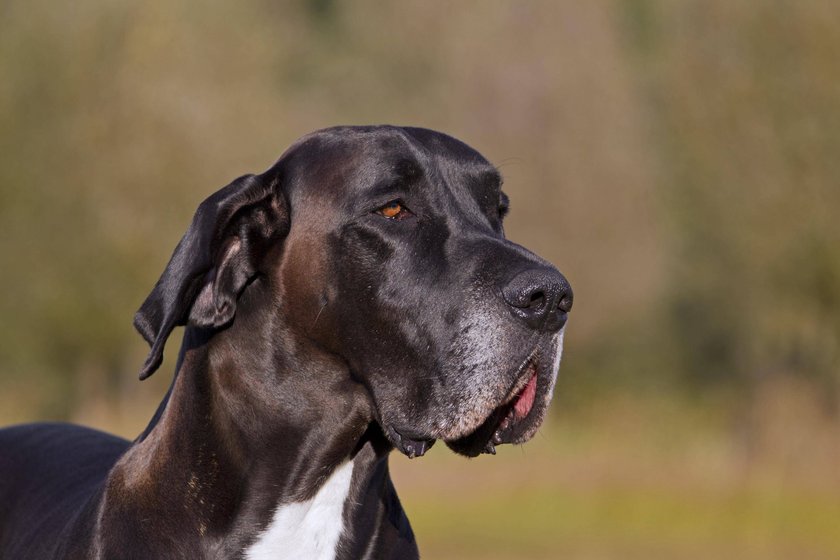 Nahaufnahme der Deutschen Dogge, einer der größten Hunderassen der Welt.