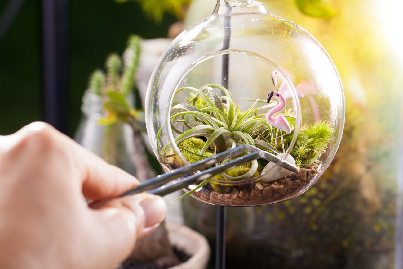 Pflanzenterrarium Deko Pflanzenterrarium Deko