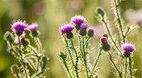 Distel Bedeutung: Was steckt hinter der stacheligen Pflanze?