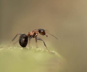 Traumdeutung Ameisen: Was bedeutet es, wenn du von emsigen Insekten träumst?