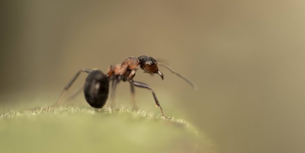 Traumdeutung Ameisen: Was bedeutet es, wenn du von emsigen Insekten träumst?