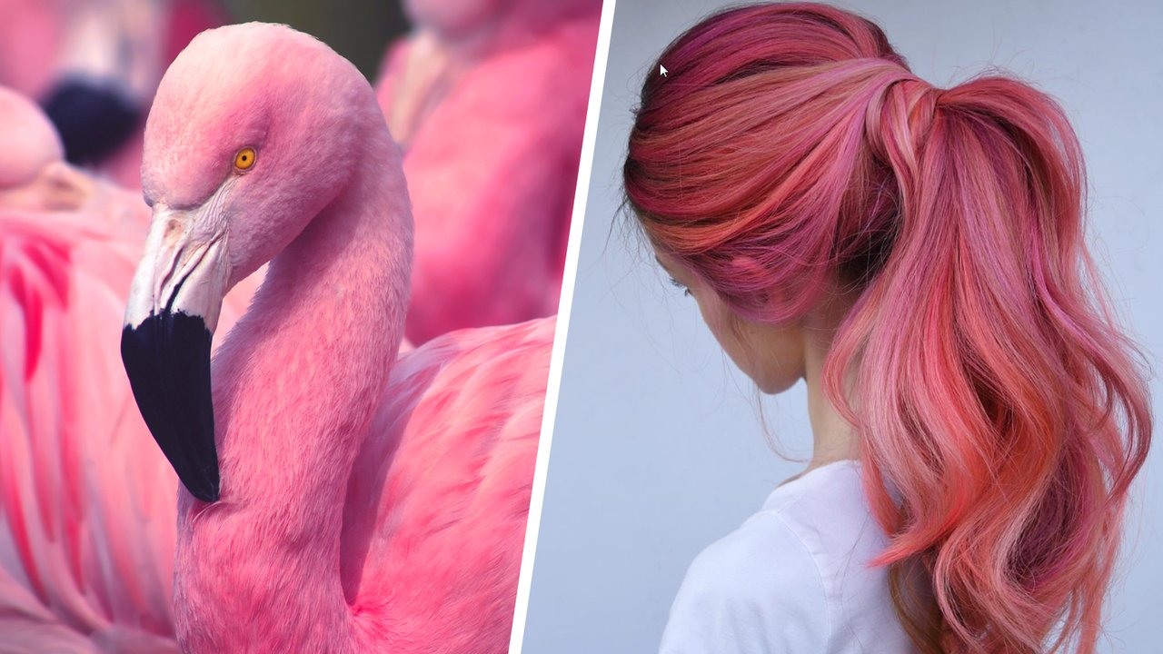 flamingo hair