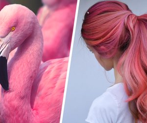 Tschüss, Pastellrosa! Jetzt tragen wir Flamingo Hair