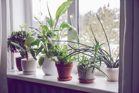 7 Zimmerpflanzen, die du jetzt im Winter unbedingt von der Fensterbank  nehmen solltest