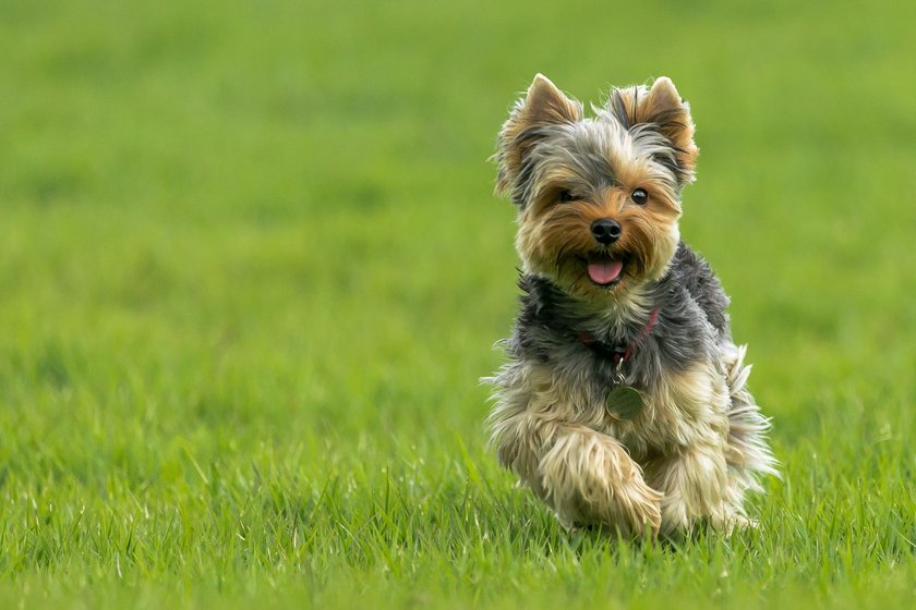 Yorkshire Terrier