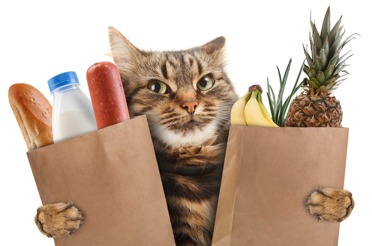 Essen gegen Kater Essen gegen Kater