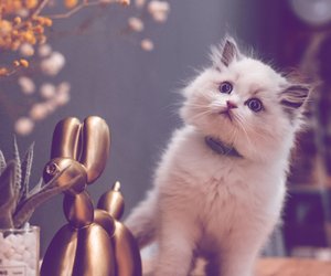 Katzen-Quiz: Nur echte Liebhaber schaffen alle 15 Fragen!