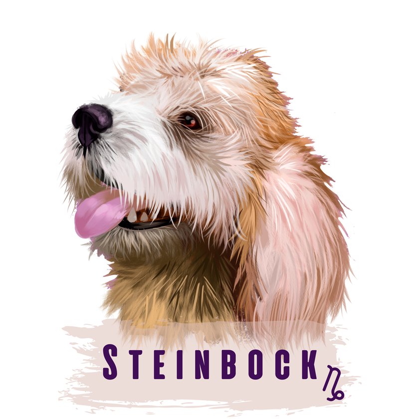 Steinbock Hund
