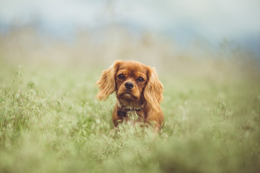 cavalier king charles spaniel auf einer Wiese