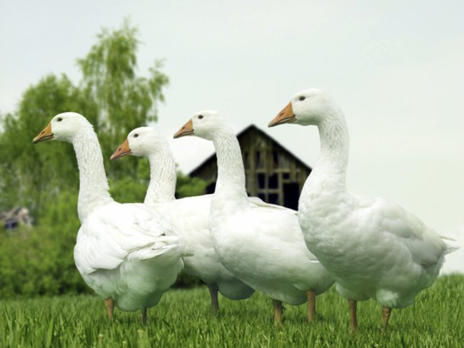 Vogelgrippe_iStock_robaina Vogelgrippe_iStock_robaina