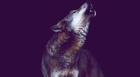 Wolf-Tattoo: Bedeutung und Motive für dein neues Tattoo