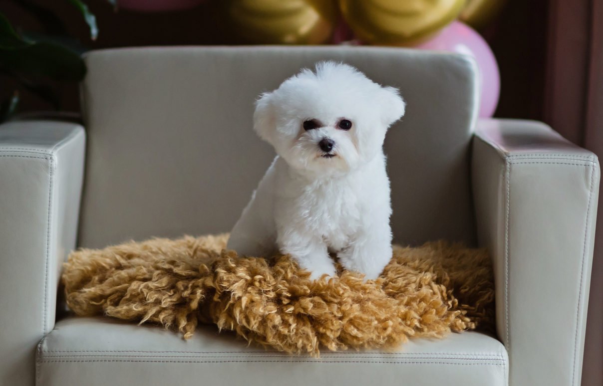 Bichon Frisé Bichon Frisé