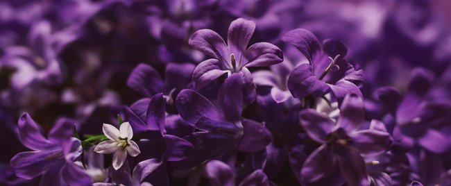 Diese Veilchen-Parfums sind einfach zauberhaft