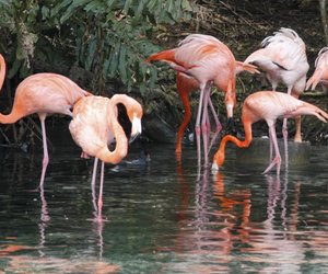 Flamingo-Prints: Der Trend für den Sommer