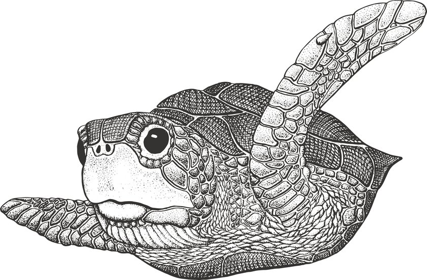 Schildkröte-Tattoo Vorlage 13