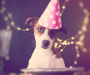 So feiern du und dein Hund ein entspanntes Silvester
