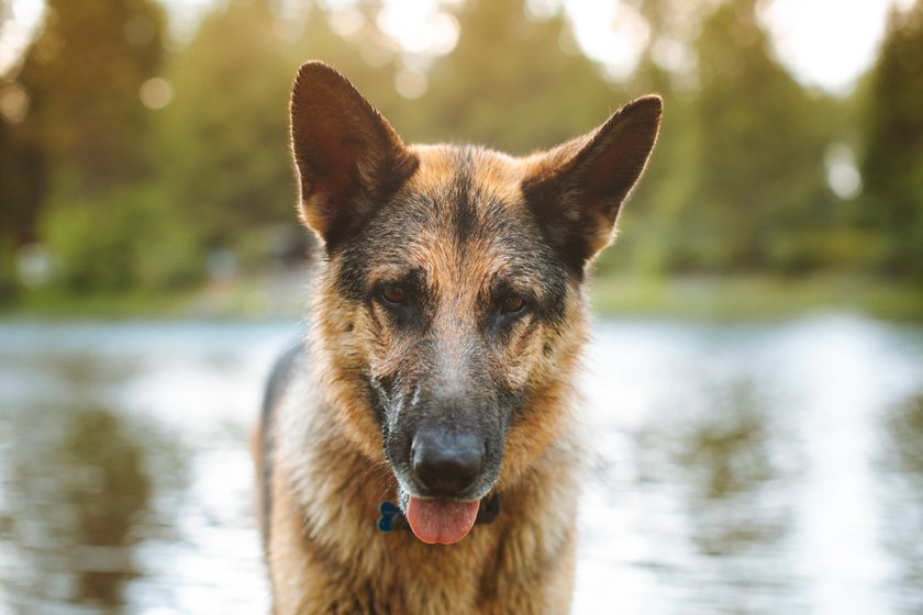 Schäferhund steht vor einem See.