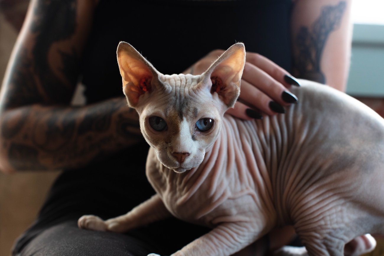 Sphynxkatze Sphynxkatze