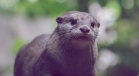 Otter als Haustier: Darf man die Wildtiere in Deutschland halten?