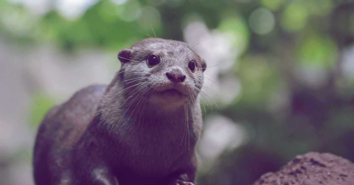 Otter Als Haustier In Deutschland Otter als Haustier: Darf man die Wildtiere in Deutschland halten?