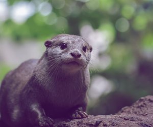 Otter als Haustier: Darf man die Wildtiere in Deutschland halten?